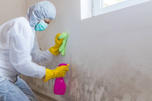 Best Commercial Mold Inspection  in Nes, IL