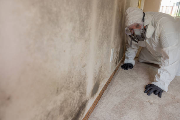 Best Asbestos and Lead Testing During Mold Inspection  in Nes, IL